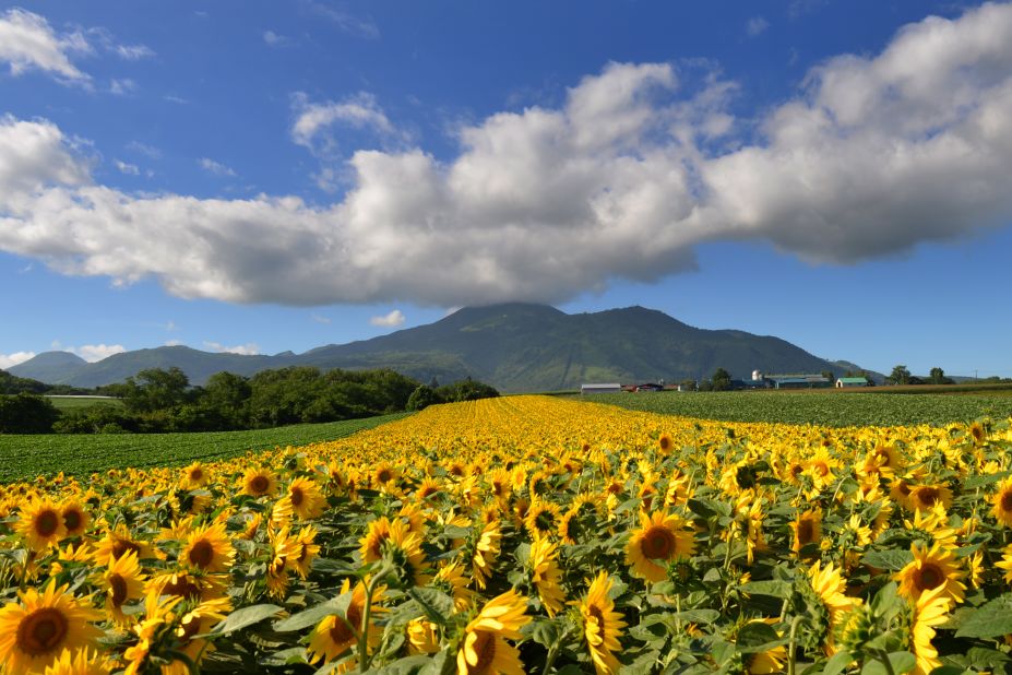 <strong>Niseko United, Japan:</strong> The northern Japanese island of Hokkaido is the country's best-kept ski secret and also a hidden summer gem when flowers are out in sunny force. You'll also want to take in an onsen (natural hot spring).