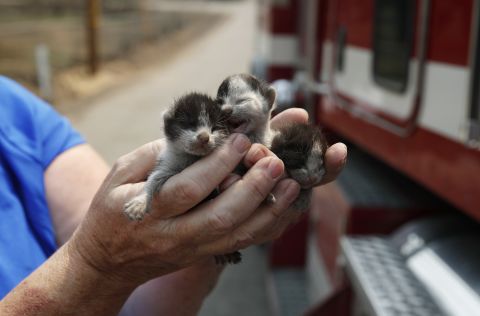 Rose Wyckoff holds up three kittens August 10 in a Redding neighborhood that has been destroyed by the Carr Fire.