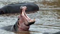Hippopotamus, Hippopotamus amphibious, in water with mouth wide open. Masai Mara game reserve. Kenya. (Photo by: BSIP/UIG via Getty Images)