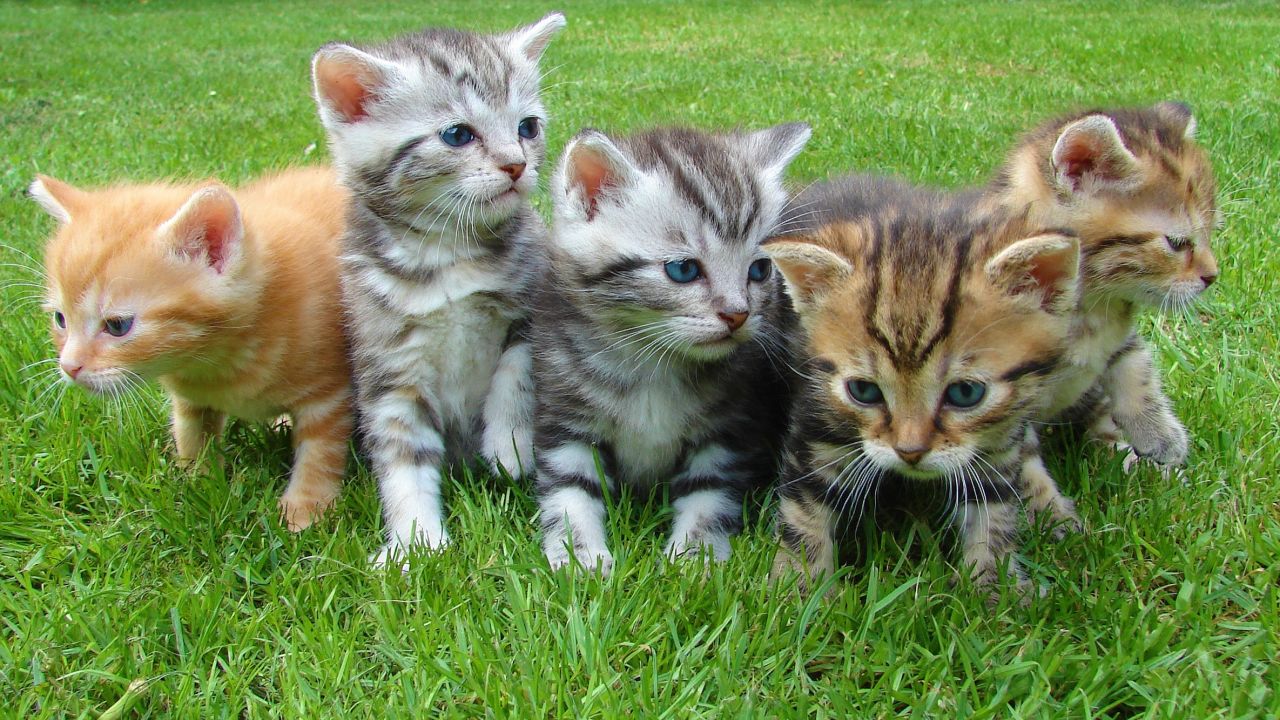 animals-cats-cute-45170Cat Stock photo