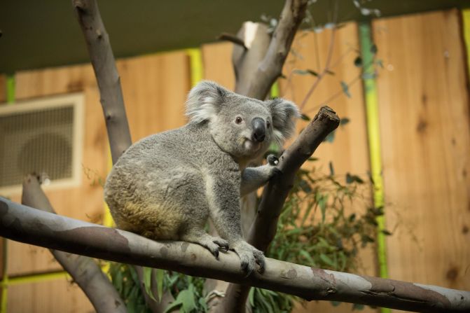 <strong>New home:</strong> Tanami is a 19-month-old Queensland koala who was heading to his new home, RZSS Edinburgh Zoo. 