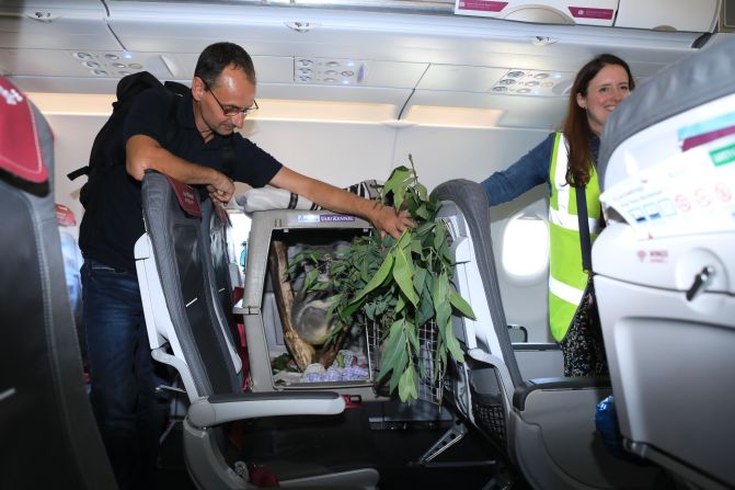 <strong>Surprise passenger:</strong> Some passengers flying from Dusseldorf, Germany to Edinburgh, Scotland shared their cabin with a koala.