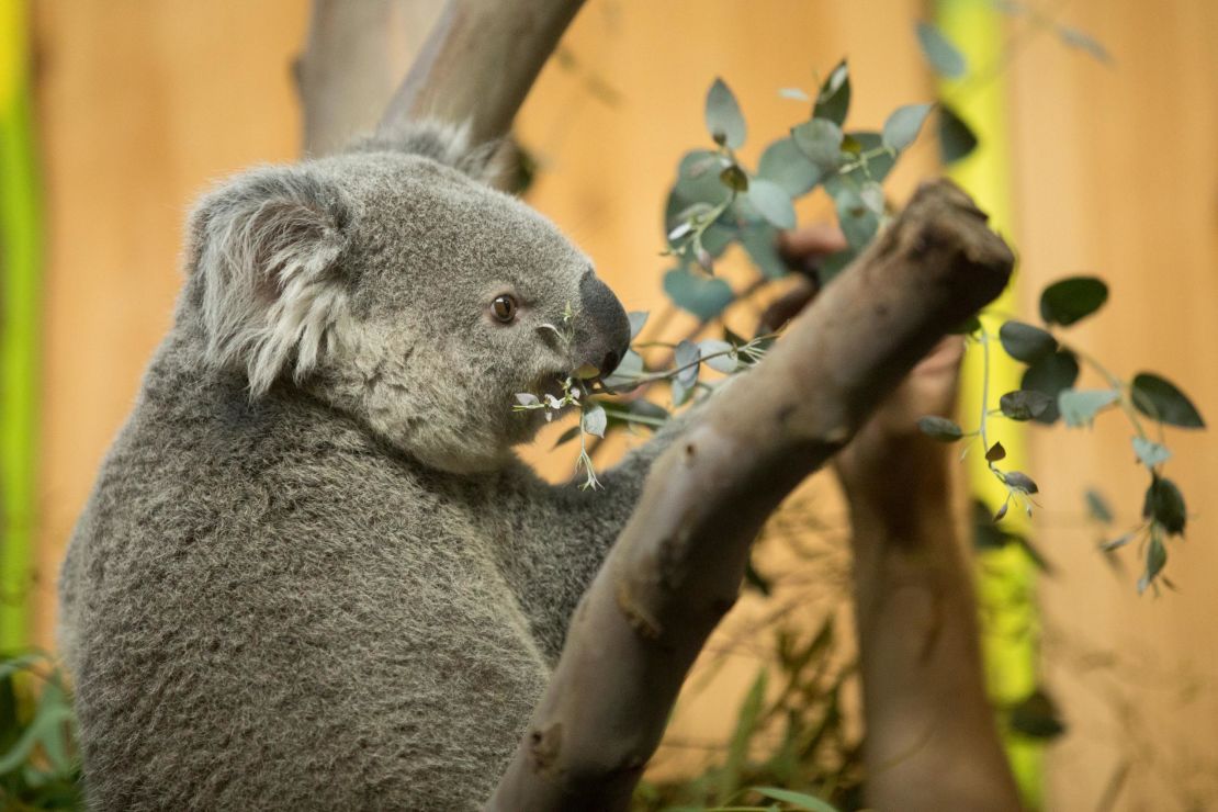 Koalas are sensitive creatures.