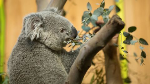 Edinburgh Koala Airplane4