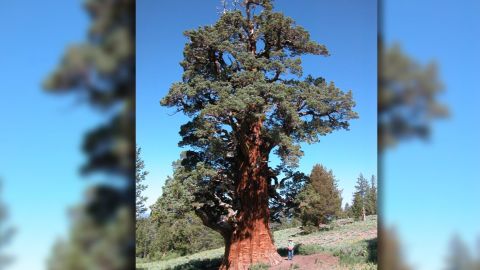 If you look closely, you can see an actual person standing right next to the 82-feet tall tree.
