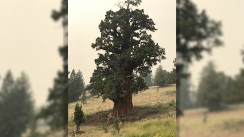 The US Forest Service constructed a fire line around the Bennett Juniper Tree to keep it safe.