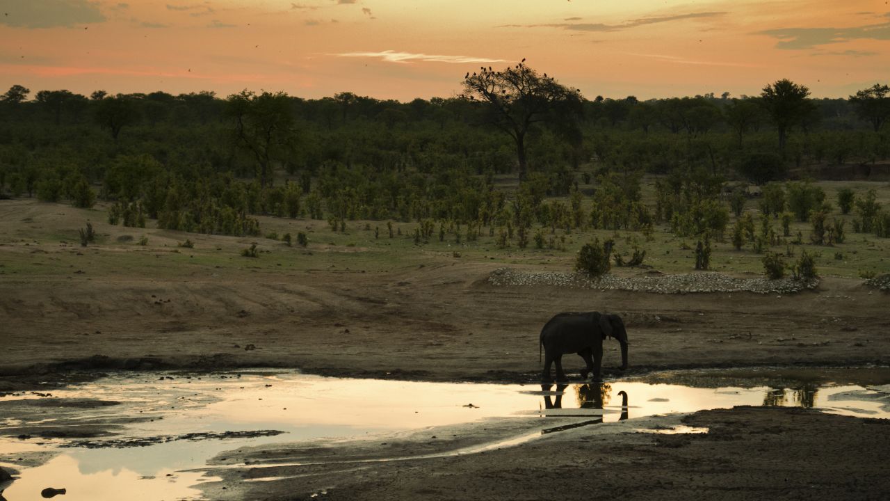 An elephant is pictured in Zimbabwe's Hwange National Park in November 2012.
