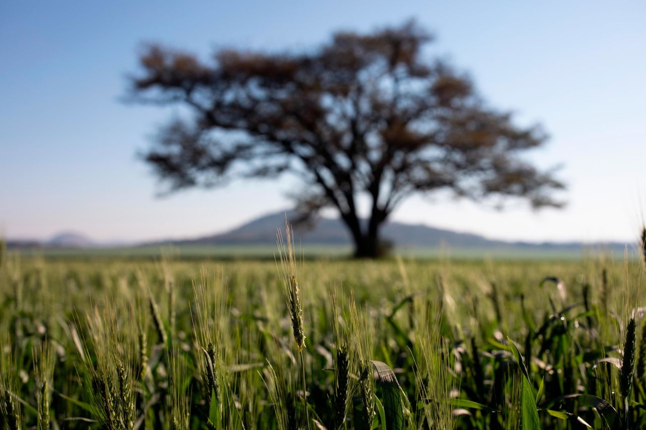 Across the continent drones are used to help farmers increase their yields and reduce damage to crops.
