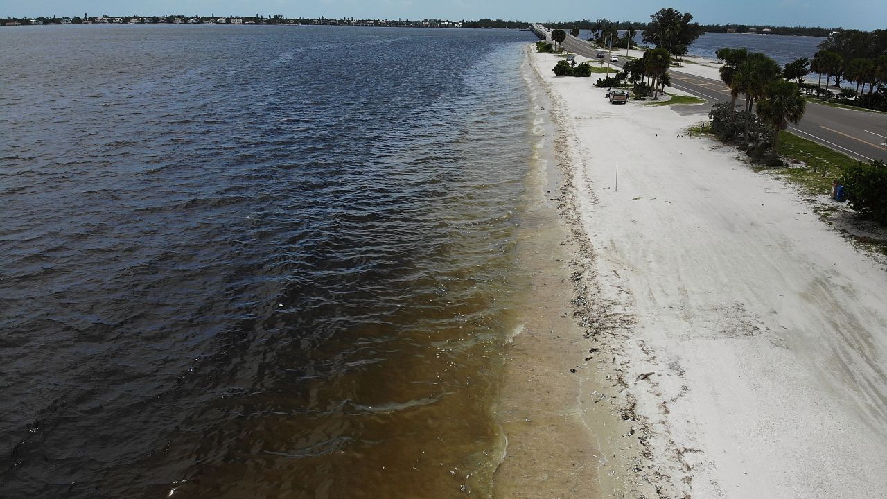 Dead fish line the shore after dying in red tide on August 1, 2018, in Sanibel, Florida.