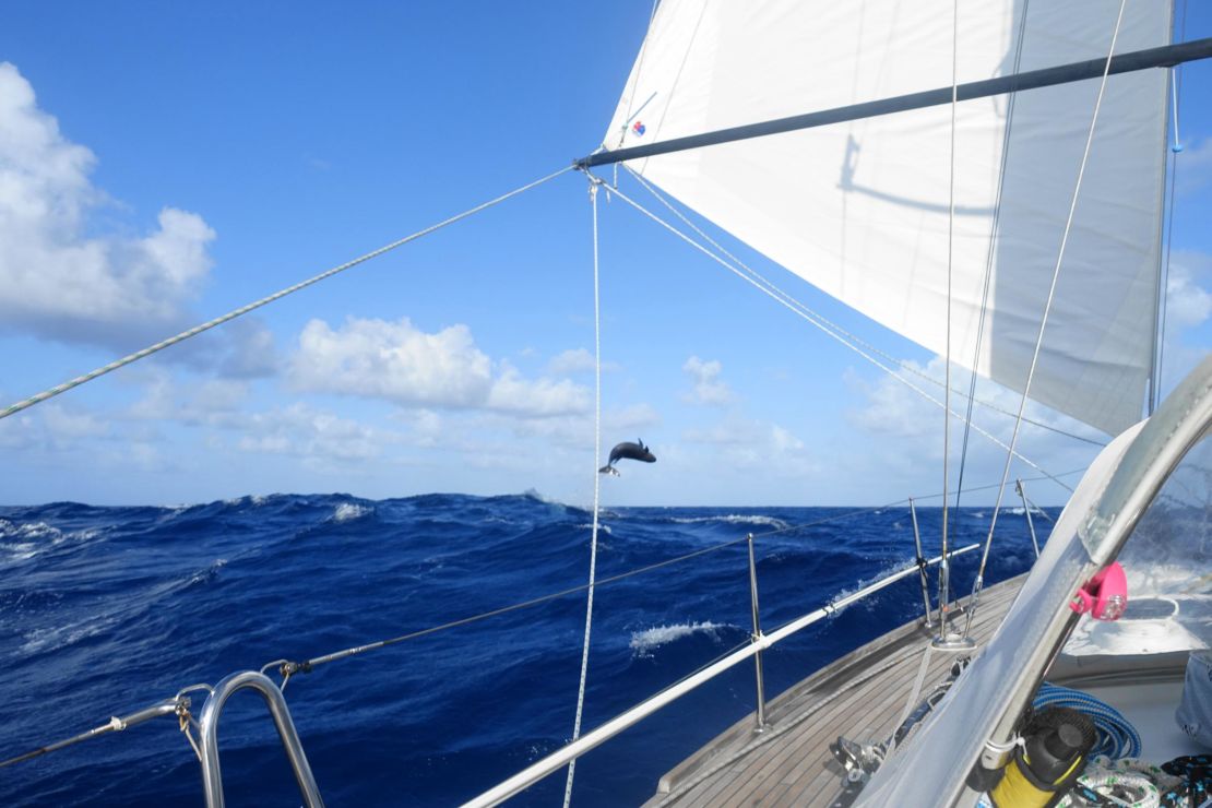 A whale jumps in the middle of the Pacific, close to Helen and Chris Tibbs' yacht.