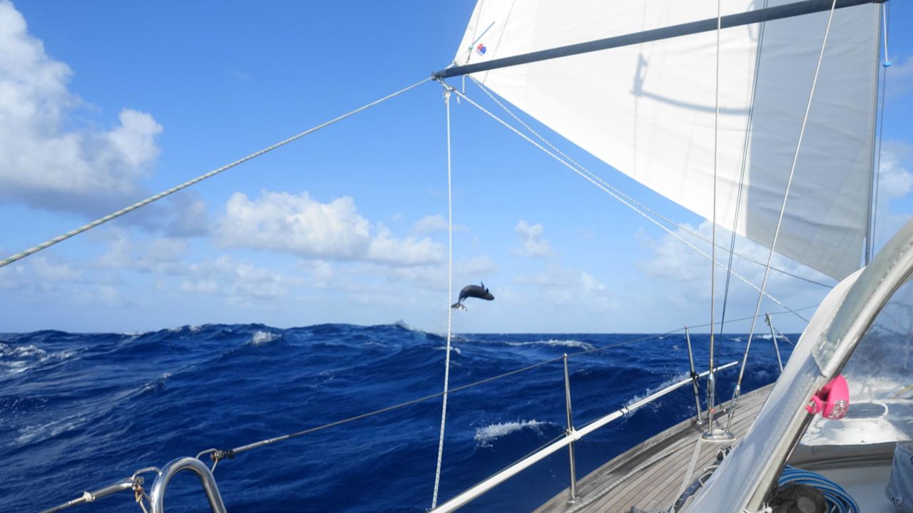 A whale jumps in the middle of the Pacific, close to Helen and Chris Tibbs' yacht.