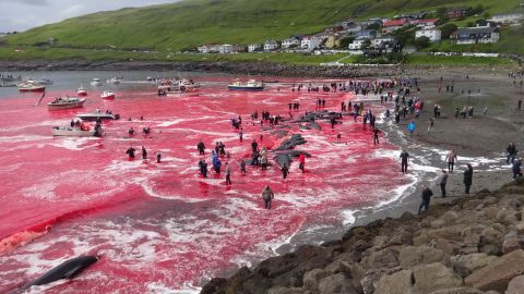 A whale hunt in the Faroe Islands on July 30 has attracted global attention.
