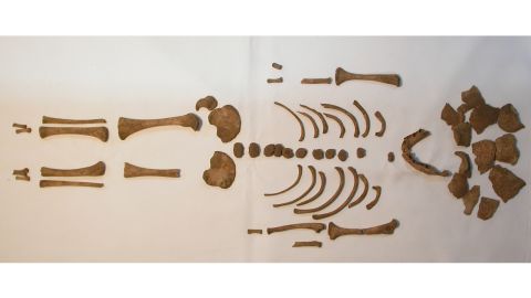 One of the infant skeletons researchers studied. 