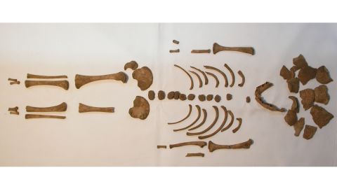 One of the infant skeletons researchers studied.