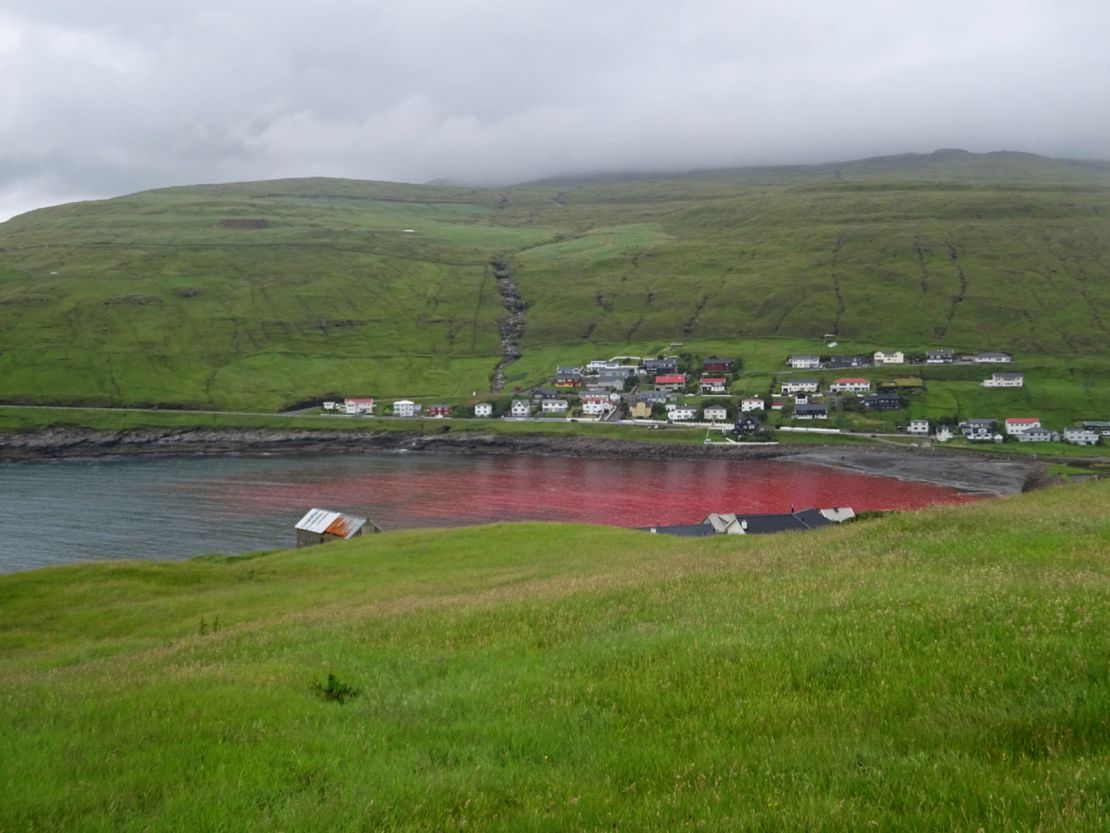 Water in the cove where the whaling took place is seen red with blood from the hunted animals.