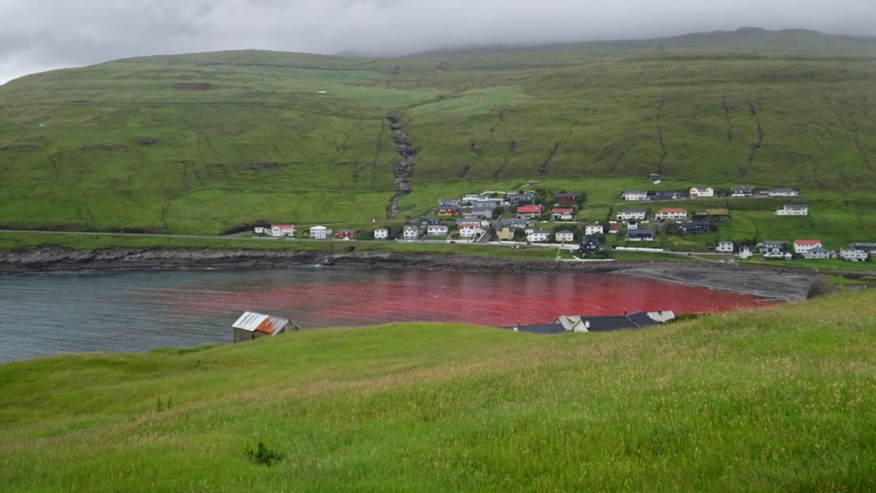 Feje Maori orkester Sea turns red with blood after whale hunt in Faroe Islands | CNN