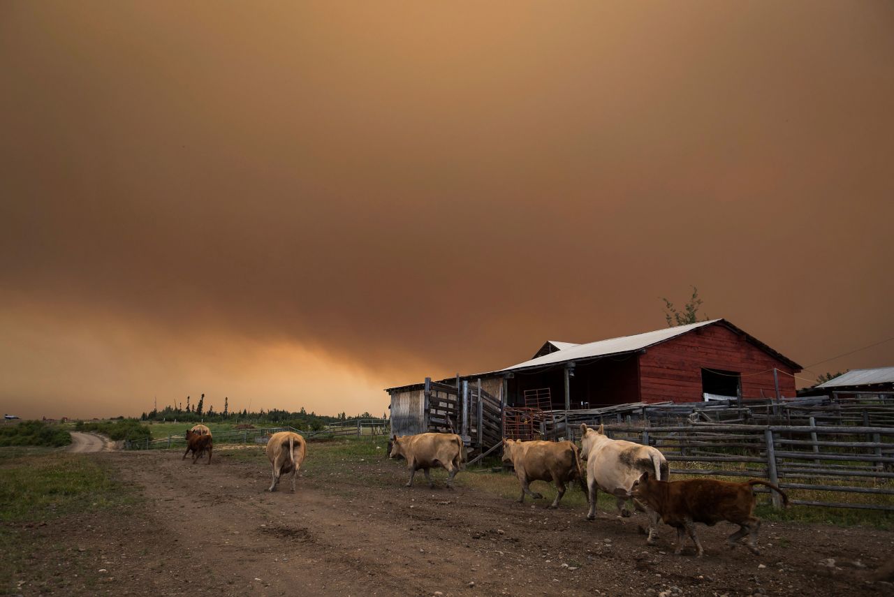 Cattle run on a ranch as the Shovel Lake wildfire burns in the distance, sending a massive cloud of smoke into the air near Fort St. James, British Columbia, on Friday, August 17.