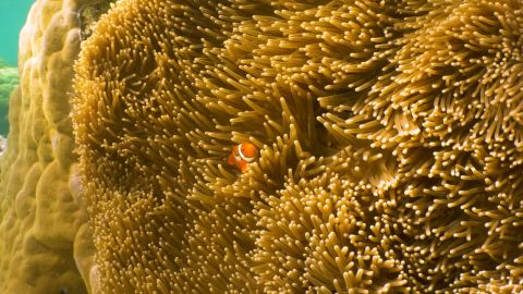 great barrier reef clown fish anemone