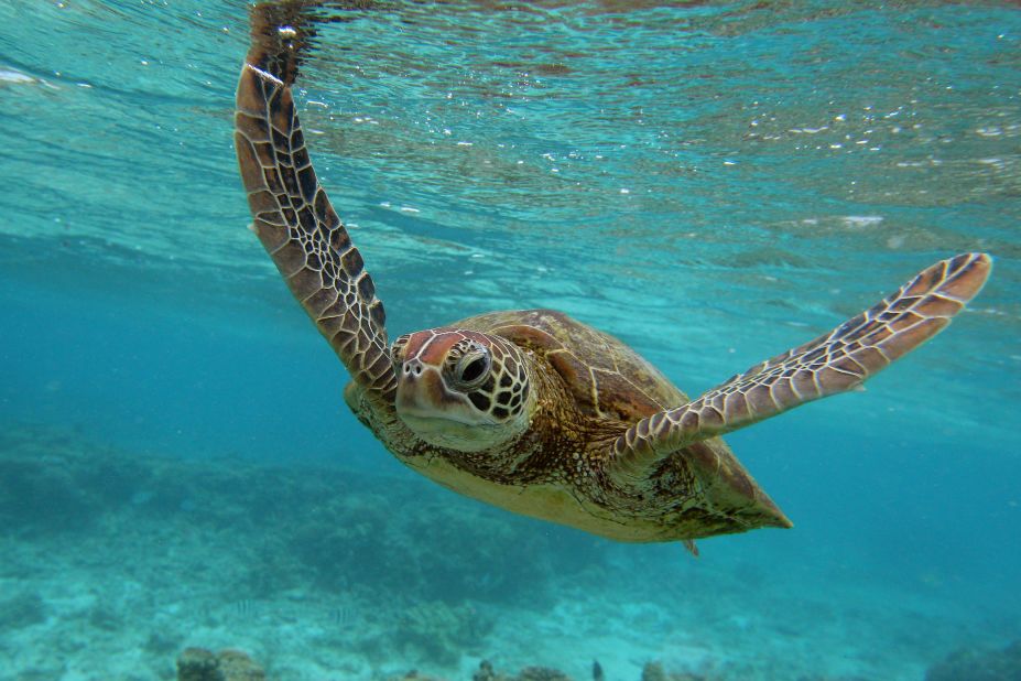 <strong>Hawksbill turtle -- </strong>The hawksbill exists throughout the world's oceans but was listed as critically endangered by the <a href="https://www.iucnredlist.org/species/8005/12881238" target="_blank" target="_blank">IUCN Red List</a> of species in 2008 (its last assessment). Its shell has historically been used for jewelry, and though international trade of tortoiseshell is prohibited, <a href="https://www.seaturtlestatus.org/hawksbill#:~:text=Cart%200-,Hawksbill,for%20use%20in%20tortoiseshell%20jewelry" target="_blank" target="_blank">it still occurs</a>.