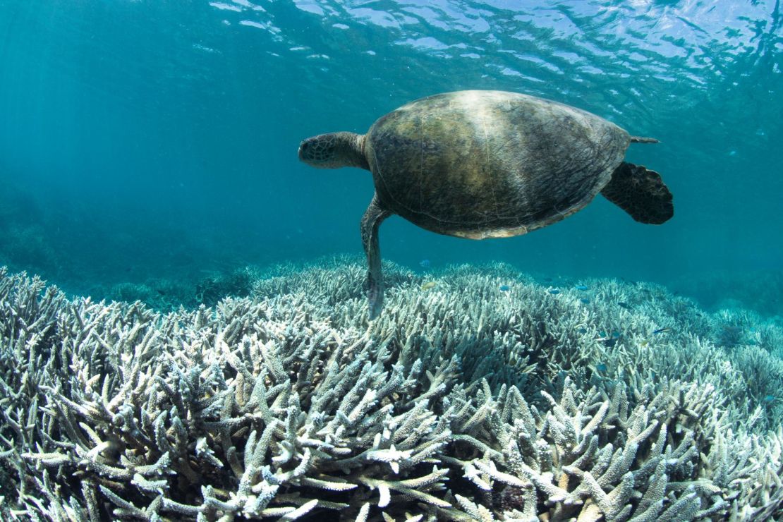 A turtle swims over bleached coral at Heron Island on the Great Barrier Reef in February 2016. Mass bleaching events like this have become more common as the oceans warm and grow more acidic.