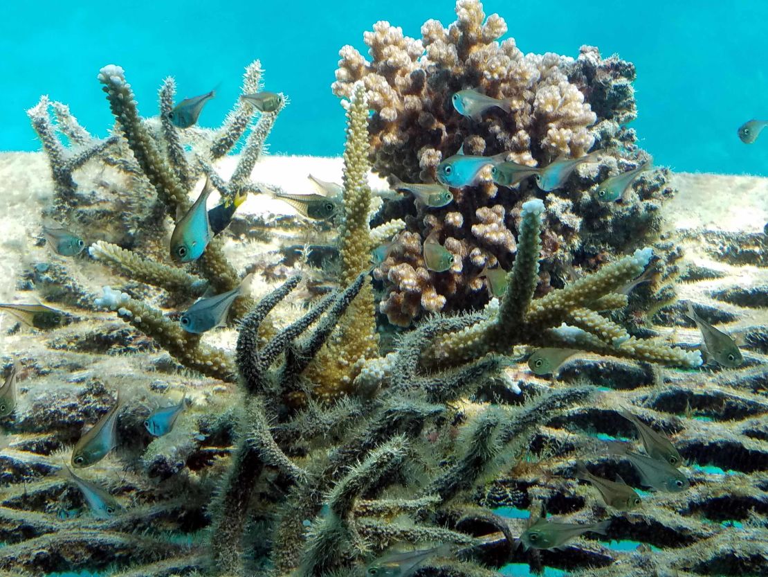 Australia's Great Barrier reef is under threat.