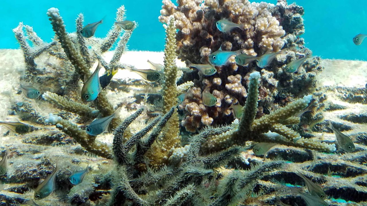 Australia's Great Barrier reef is under threat.