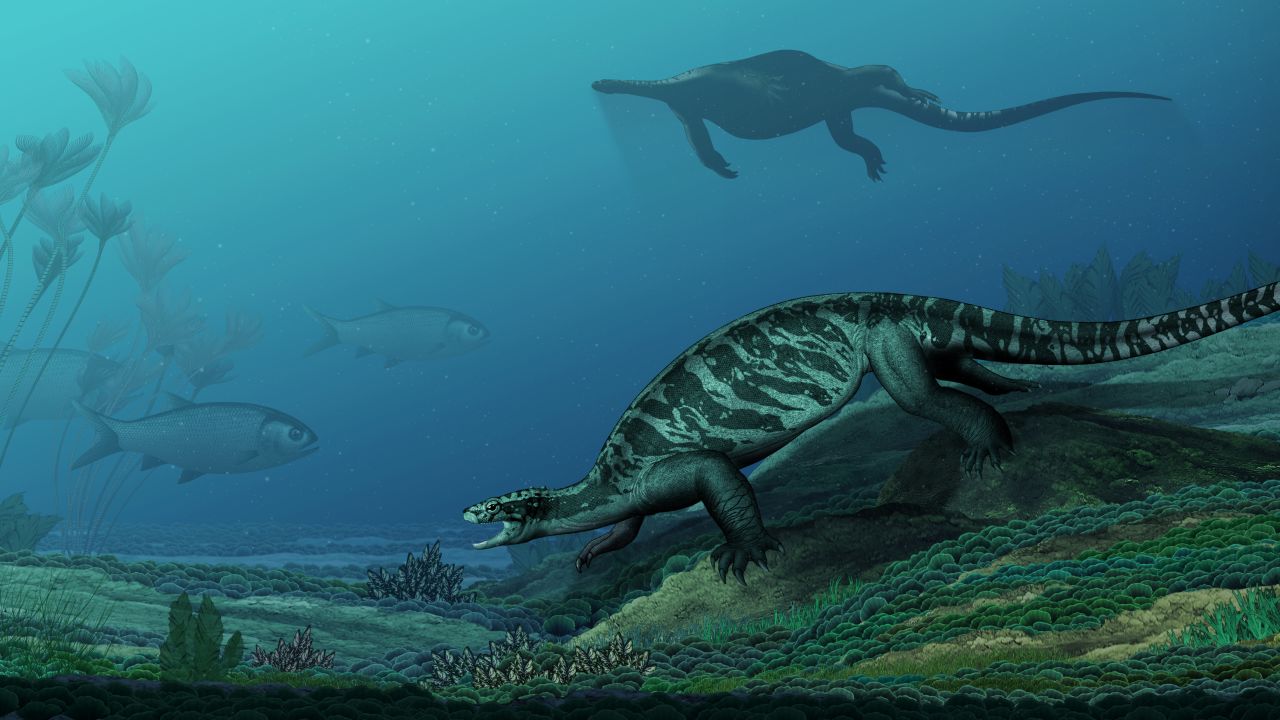 Eorhynchochelys sinensis is an early turtle that lived 228 million years ago. It had a toothless beak, but no shell.