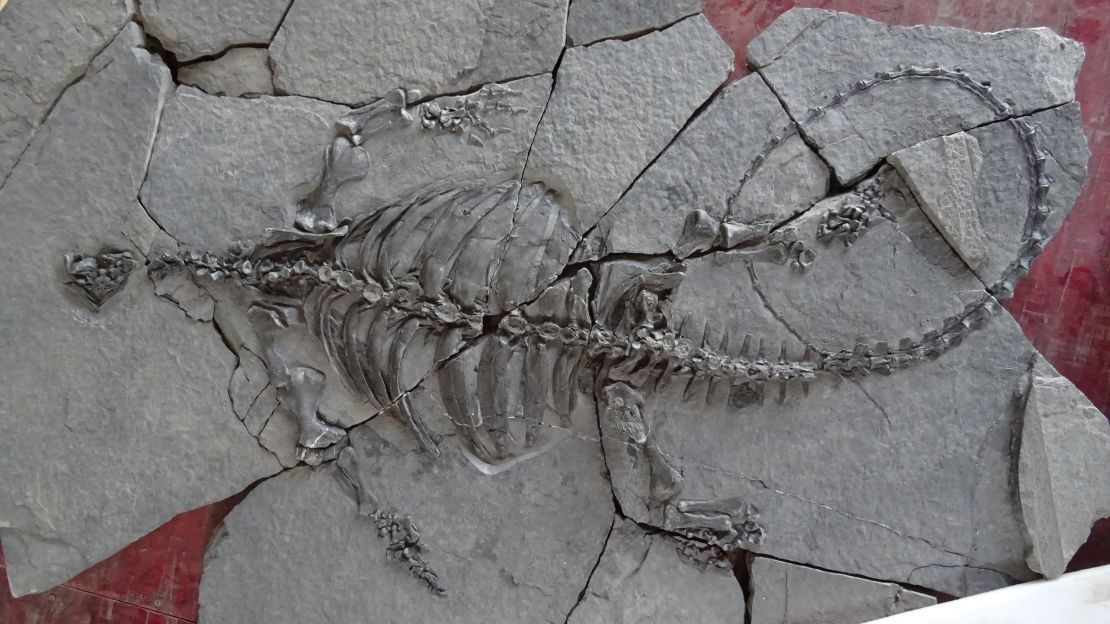 The fossil of the newly discovered Eorhynchochelys sinensis.