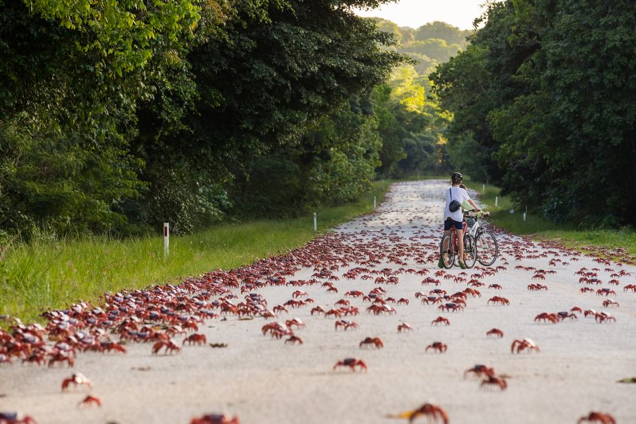 <strong>Crabs crossing: </strong>This annual migration on <a href="https://www.instagram.com/christmasisland/" target="_blank" target="_blank">@christmasisland</a> happens towards the end of each year, when the rains provide optimum conditions for the crabs' long journey to the ocean. It's estimated up to 50 million of these bright red critters live on #ChristmasIsland - we're talking carpets of crabs, everywhere you look. It's a spectacle that Sir David Attenborough described as "one of the greatest natural wonders on earth" -- we couldn't agree more! Photo: <a href="https://www.instagram.com/faulkner_photography/" target="_blank" target="_blank">@faulkner_photography</a> 