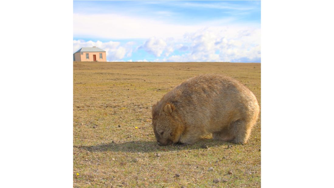 <strong>For sale:</strong> Lawnmower, Australian-made, excellent condition. Works a treat. All offers considered! We're only joking, our #wombats aren't for sale, but they are exceptional lawnmowers. Photographer <a href="https://www.instagram.com/evangelia.thomas/" target="_blank" target="_blank">@evangelia.thomas</a> bumped into this guy on #MariaIsland in <a href="https://www.instagram.com/tasmania/" target="_blank" target="_blank">@tasmania</a>, where the grass is particularly well-manicured thanks to the healthy local wombat population.