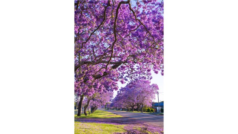 <strong>Flower power</strong>: The city of #Grafton is awash with glorious shades of purple right now as jacaranda season is in full bloom. The spectacular annual flowering of the jacaranda trees calls for a celebration, which takes place in the form of the <a  target="_blank" target="_blank">@graftonjacarandafestival</a> which kicked off last weekend. This floral festival is a must-visit if you're heading to the beautiful <a  target="_blank" target="_blank">@myclarencevalley</a> region in late October or early November. Photo: <a  target="_blank" target="_blank">@keykodesign</a>  