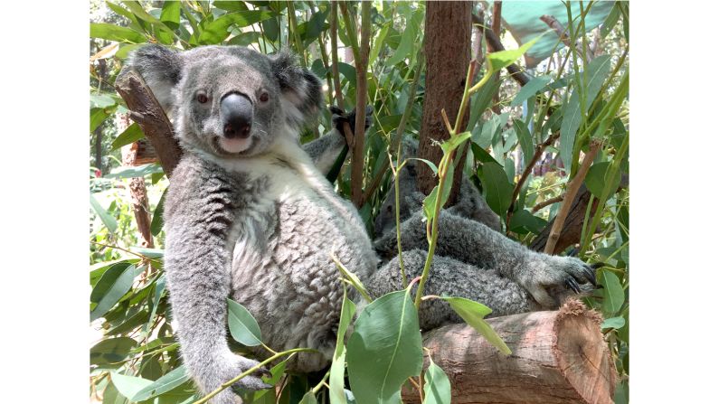 <strong>Glamor shots:</strong> "Make sure my legs are in the shot, they're my best feature ..." -- BoBo the #koala at has a lot of admirers, so when he had his portrait photo taken at <a  target="_blank" target="_blank">@currumbinsanctuary</a> recently he wanted to make sure he looked good for the camera! This handsome fella is the son of Keeley the koala, who just so happens to be a famous model -- in fact, he's so good looking that there's an enormous photo of him on a billboard in Paris. Photo: <a  target="_blank" target="_blank">@koalakrusader   </a>