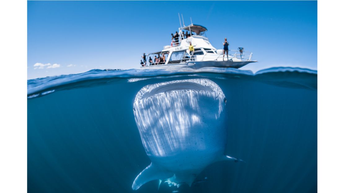 "Ahoy there, I'm coming up for a look!" @tomcannon.photography snapped this astonishing photo of a #whaleshark at #CoralBay in @australiascoralcoast. 