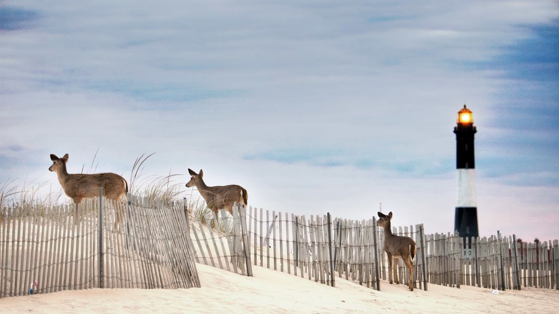 Deer still live on Fire Island