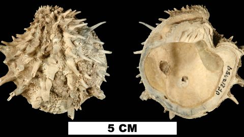 Arcinella cornuta