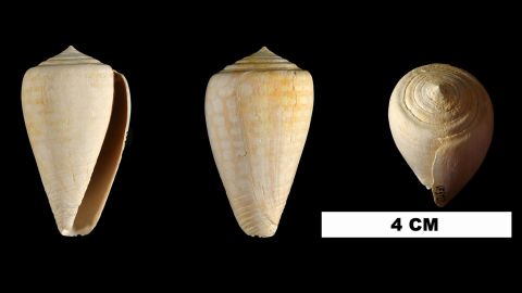 Conus yaquensis
