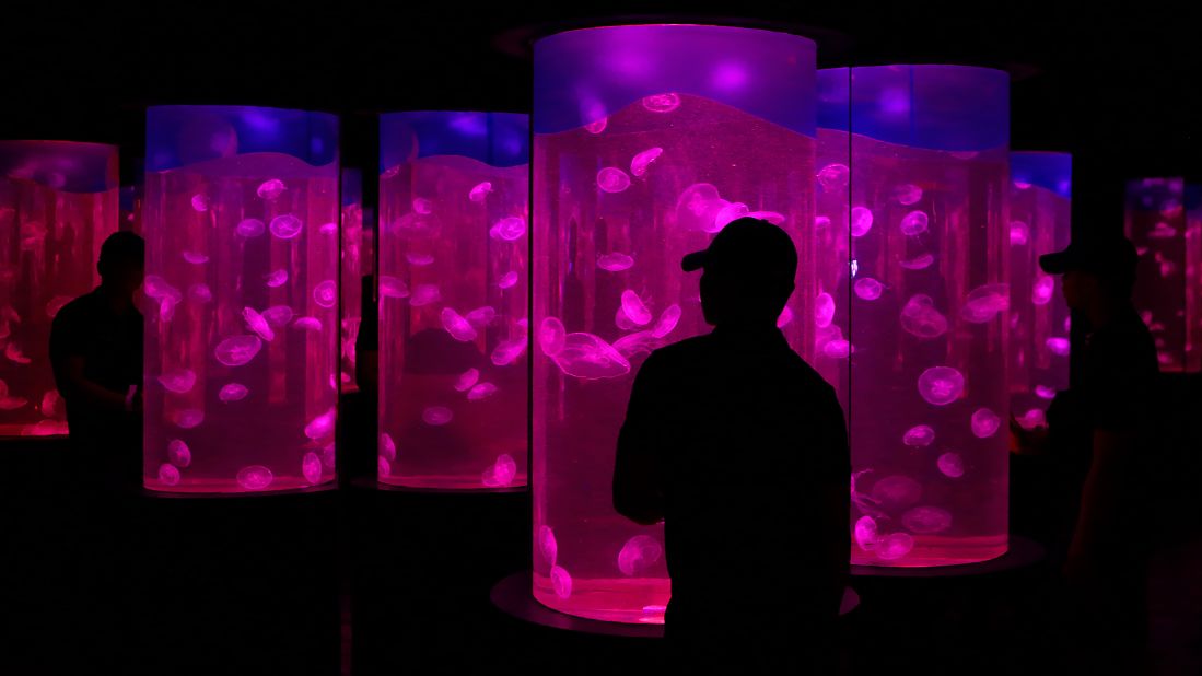 <strong>Manila: </strong>Visitors look at jellyfish inside the Manila Ocean Park in the Philippines capital.