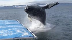 Humpback Whale Splashes Boat 1