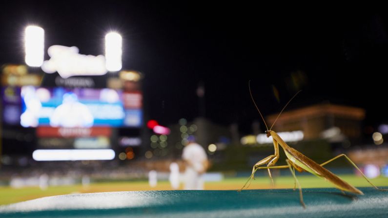 A praying mantis is seen from the dugout during a Major League baseball game in Detroit on Wednesday, August 22.
