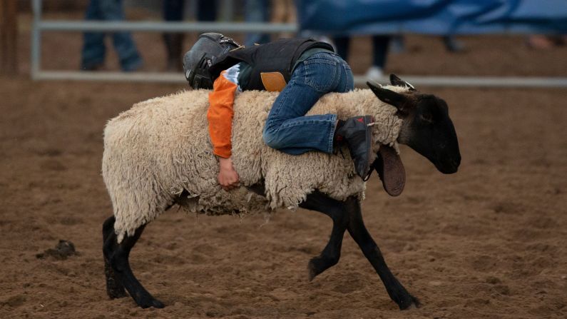 A boy rides a sheep Wednesday, August 22, during "mutton busting," an event at the Snowmass Rodeo in Snowmass, Colorado.