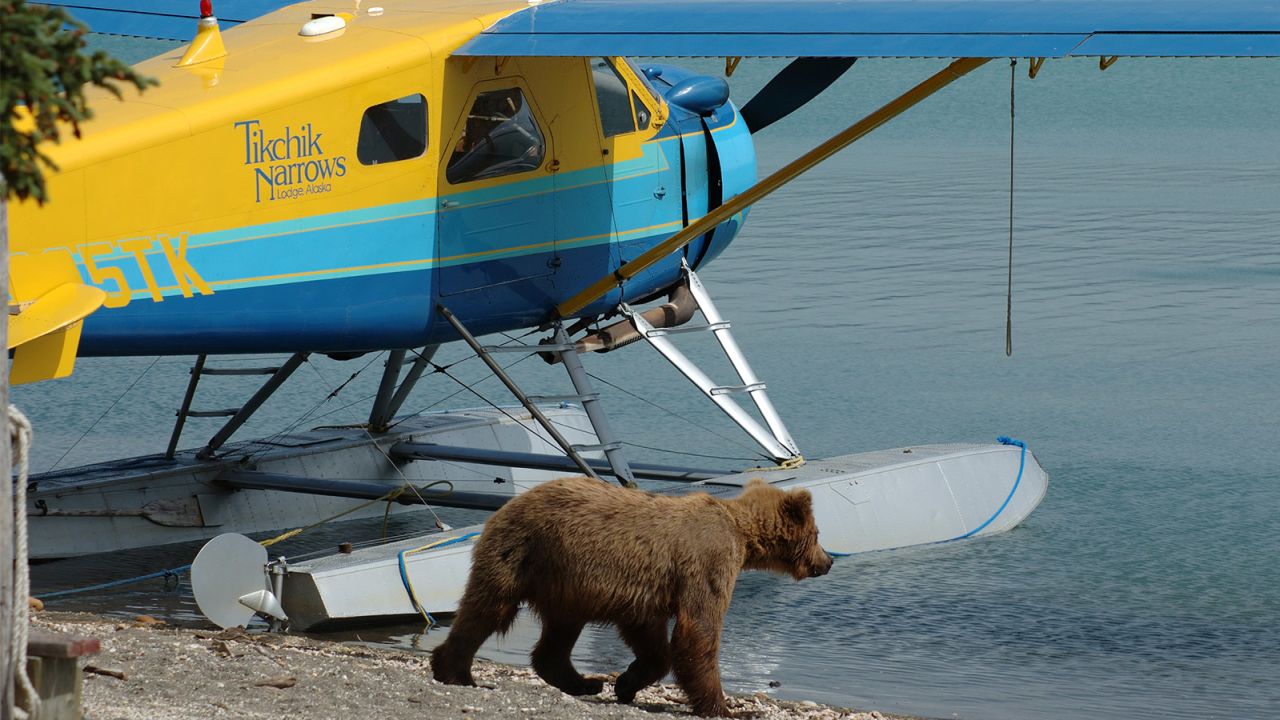 Planes + bears = yes, please.