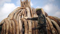 A Kenya Wildlife Services (KWS) ranger stands guard by a stack of elephant tusks piled up onto pyres in preparation on April 22, 2016 for a historic destruction of illegal ivory and rhino-horn confiscated mostly from poachers in Nairobi's national park. 
Kenya on April 30, 2016 will burn approximately 105 tonnes of confiscated ivory, almost all of the country's total stockpile. Several African heads of state, conservation experts, high-profile philanthropists and celebrities are slated to be present at the event which they hope will send a strong anti-poaching message.   / AFP / TONY KARUMBA        (Photo credit should read TONY KARUMBA/AFP/Getty Images)