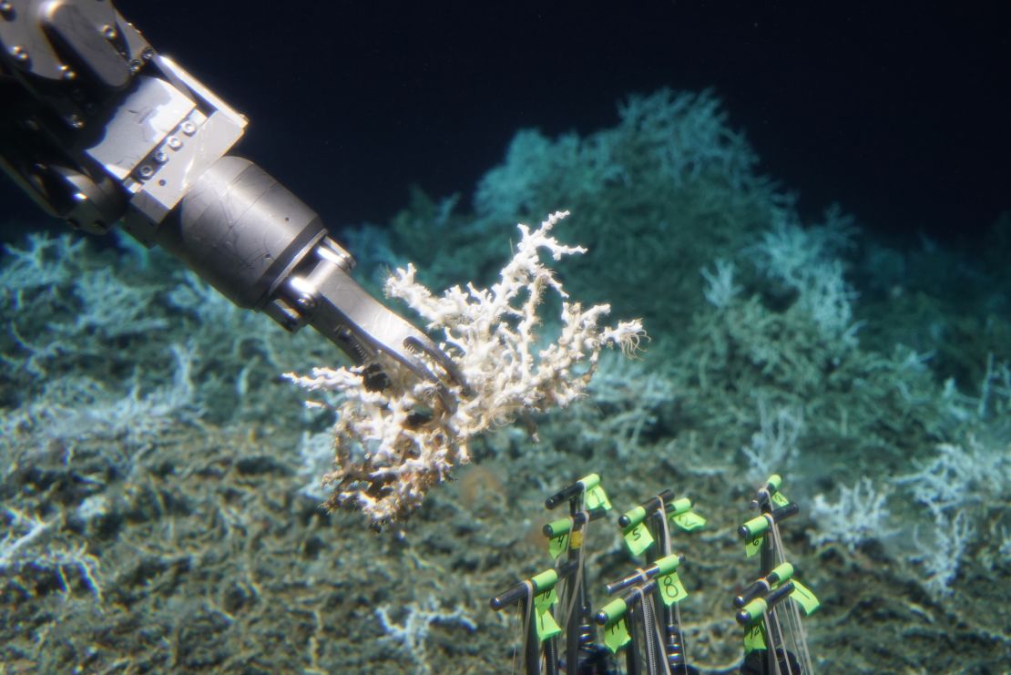 The submsersible Alvin collects a sample of Lophelia pertusa from an extensive mound of both dead and live coral.