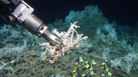 The submsersible Alvin collects a sample of Lophelia pertusa from an extensive mound of both dead and live coral.