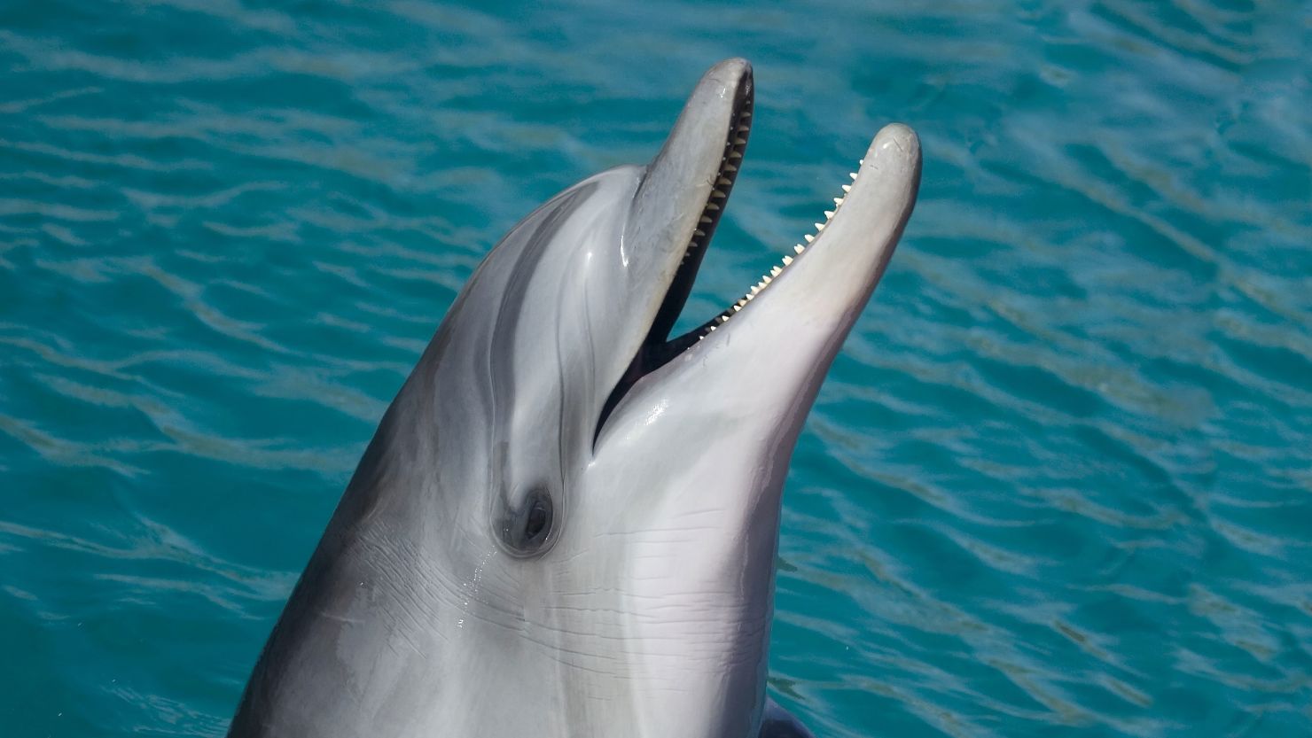 Dolphin-stock-photo-(2)