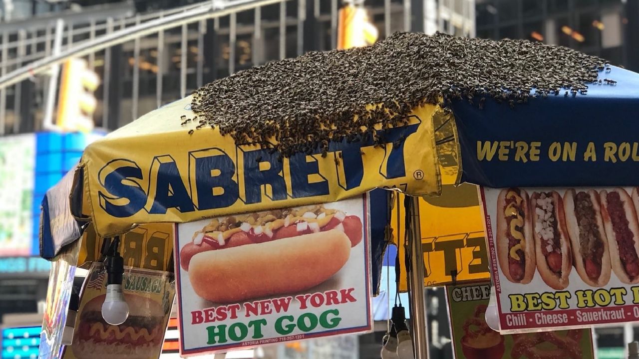 Who knew bees liked to supplement their diet with hot dogs?