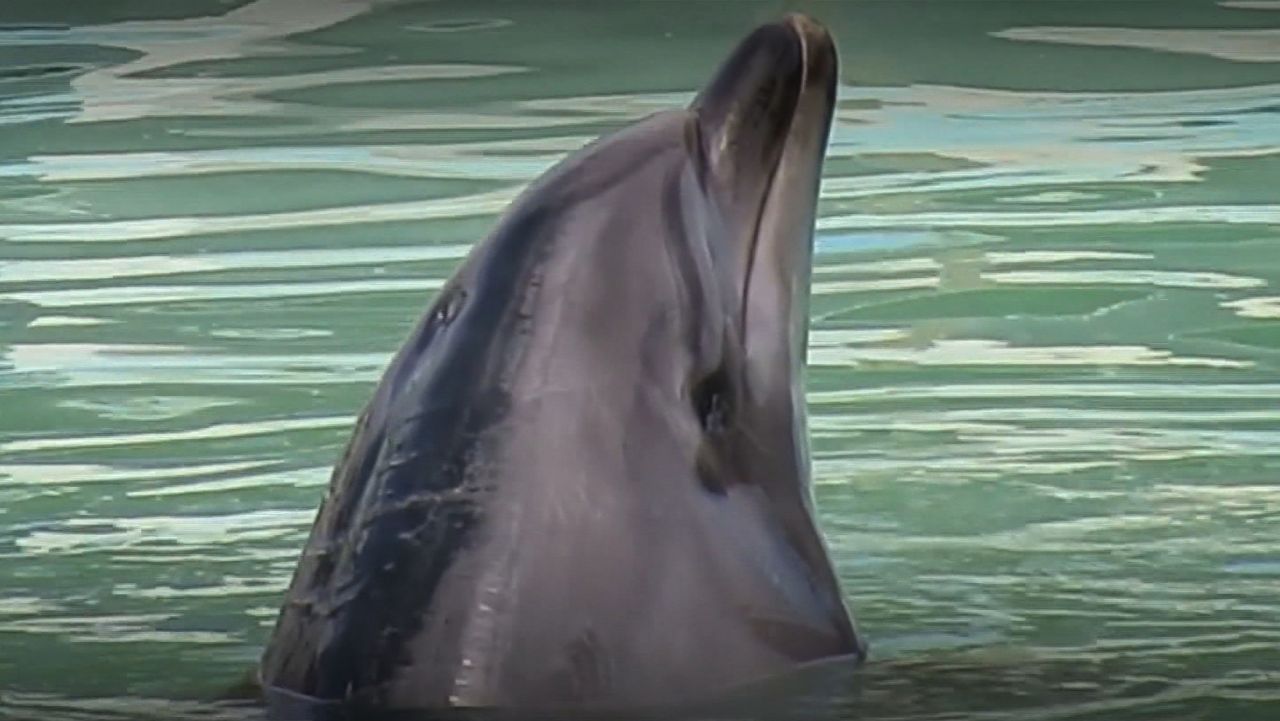 honey dolphin