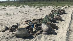 Hundreds of Olive Ridley (Lepidochelys olivacea) sea turtles were found dead in the southern coast of Mexico August 28, 2019.
