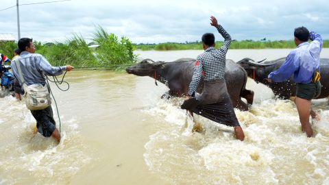 Farmers evacuate water buffalo on a flooded road after rampaging waters from Swar Chaung dam submerged villages in the Bago region.