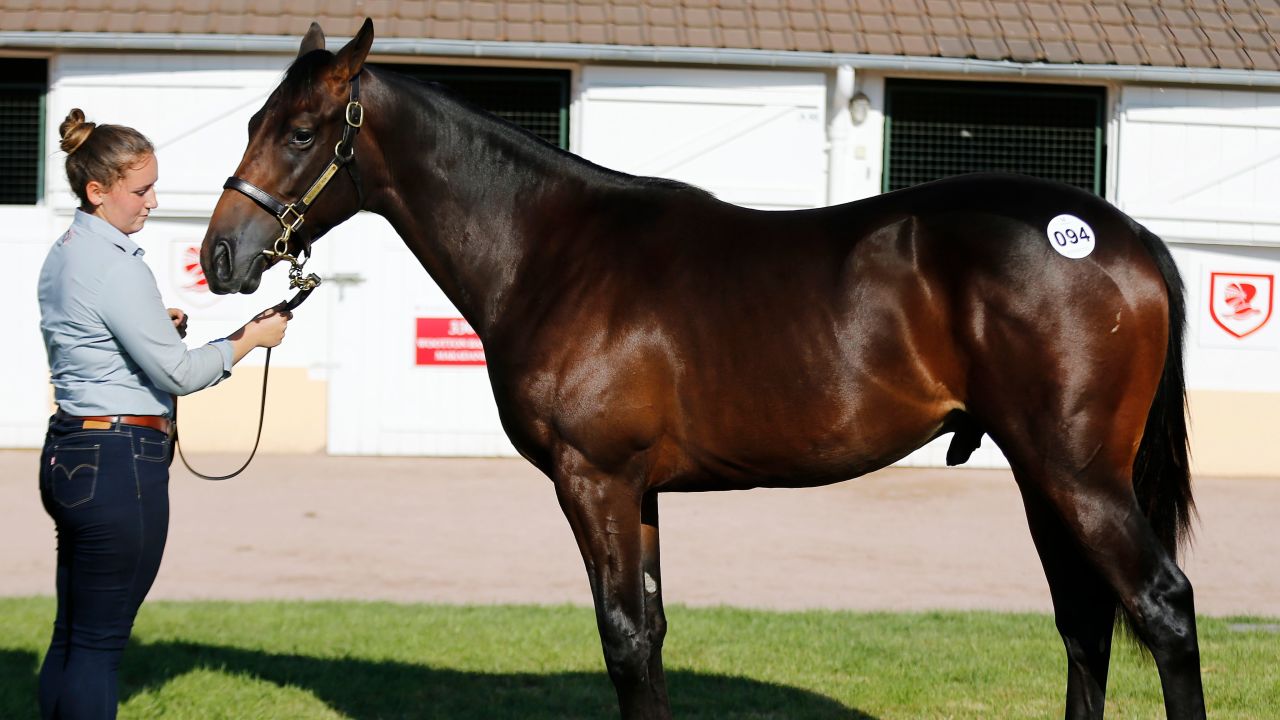 A handler presents  - son of Lope de Vega and Black Dahlia  - from The "Haras des Monceaux" and sold for 900,000 euros during during the yearlings sales, one of the world renowned annual thoroughbred horse sales, in Deauville on August 19, 2018. - This year's prestigious yearlings auctions started on August 18, in France's Normandy seaside resort of Deauville, a very popular venue for horse owners from around the world. (Photo by CHARLY TRIBALLEAU / AFP)        (Photo credit should read CHARLY TRIBALLEAU/AFP/Getty Images)